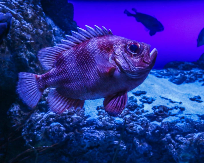 a red fish looking out of the water in front of rocks