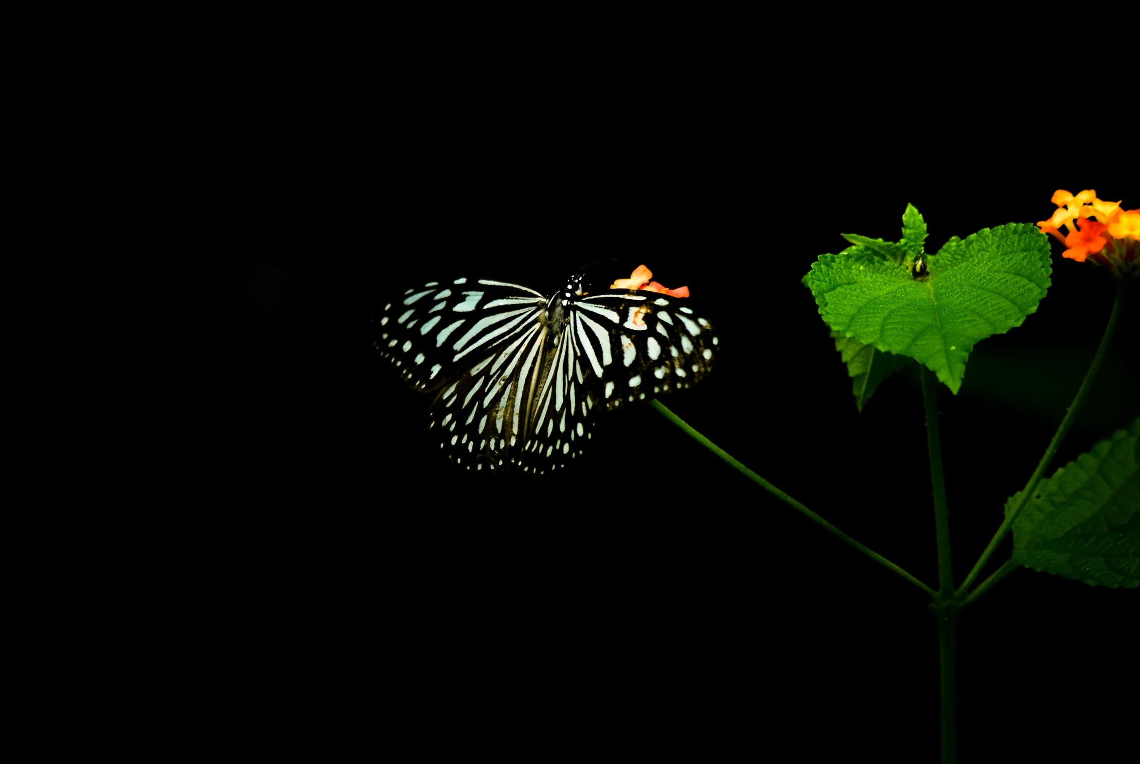 a black background with a erfly sitting on top of a leaf