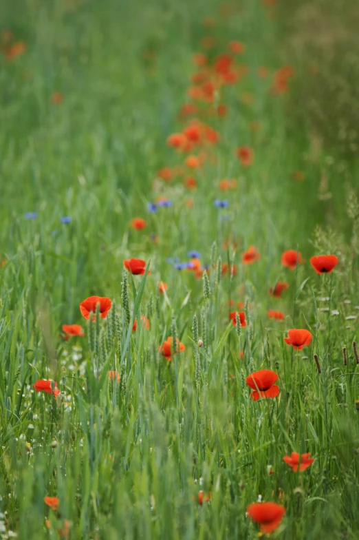 a close up view of a grass field with many flowers in the foreground