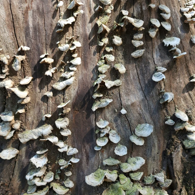 a large group of mushrooms growing on the bark of a tree