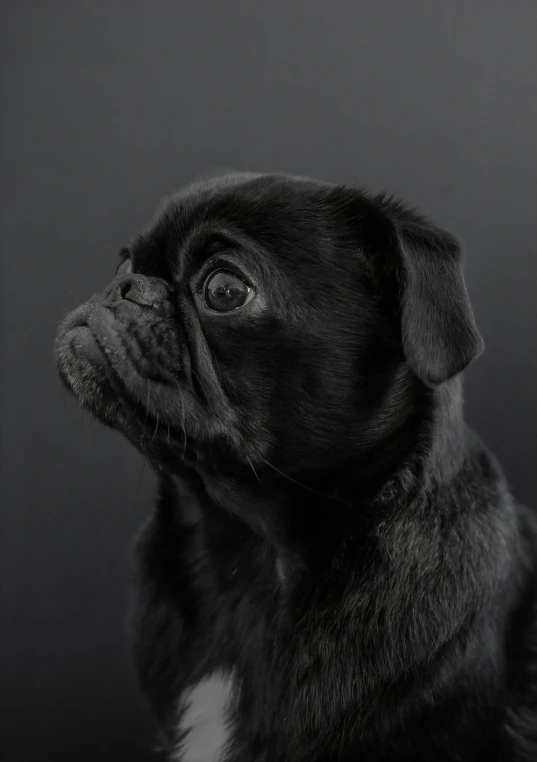 a black pug sitting in a room