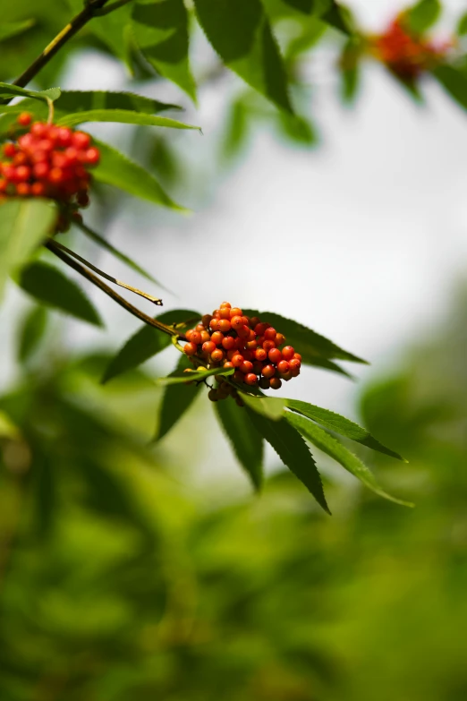 small buds of red berries hang from a tree nch