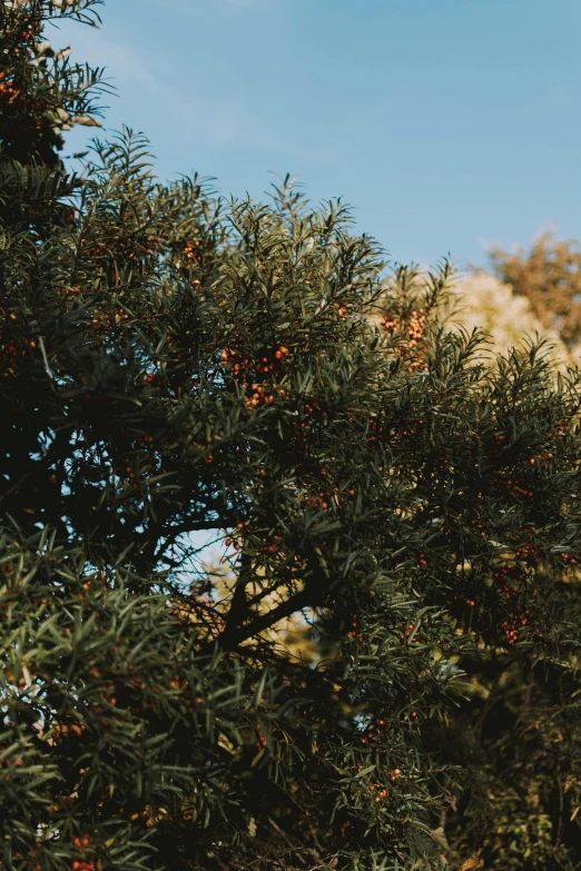 the view of a tree from behind the nches