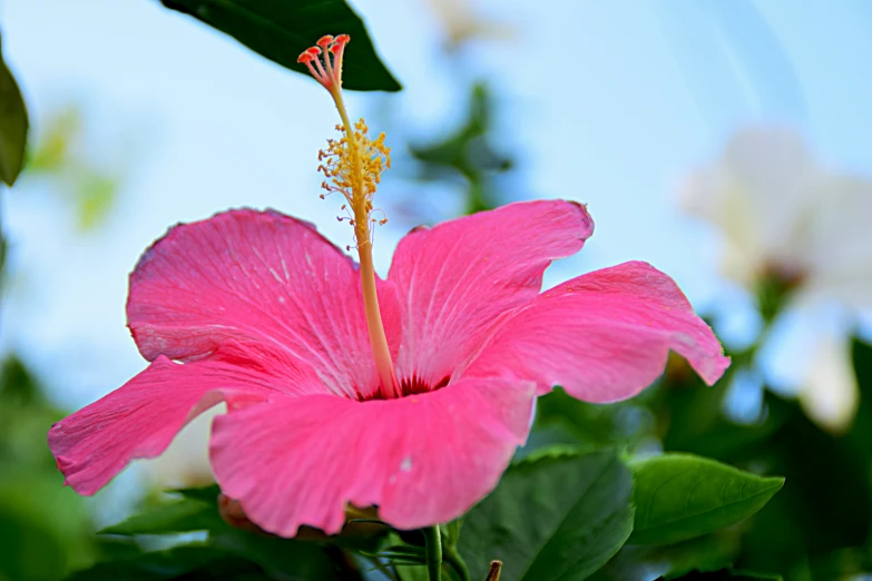 the flower is in bloom with green leaves and flowers behind it