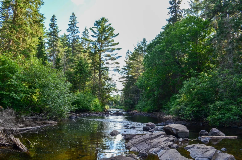 the sun shines on a river running through a lush green forest