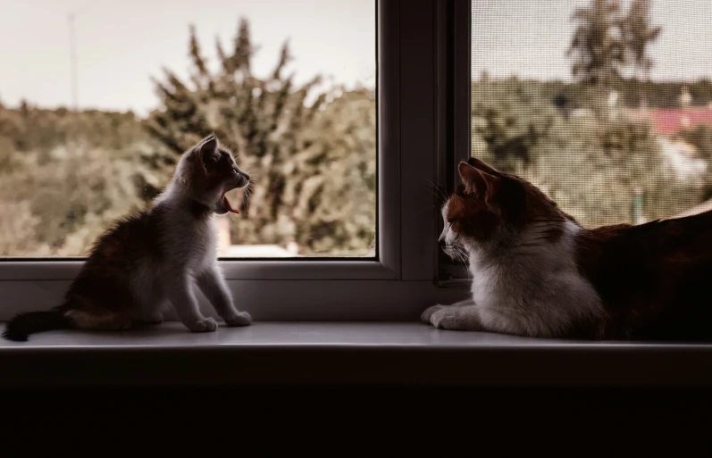 there are two cats sitting on the window sill