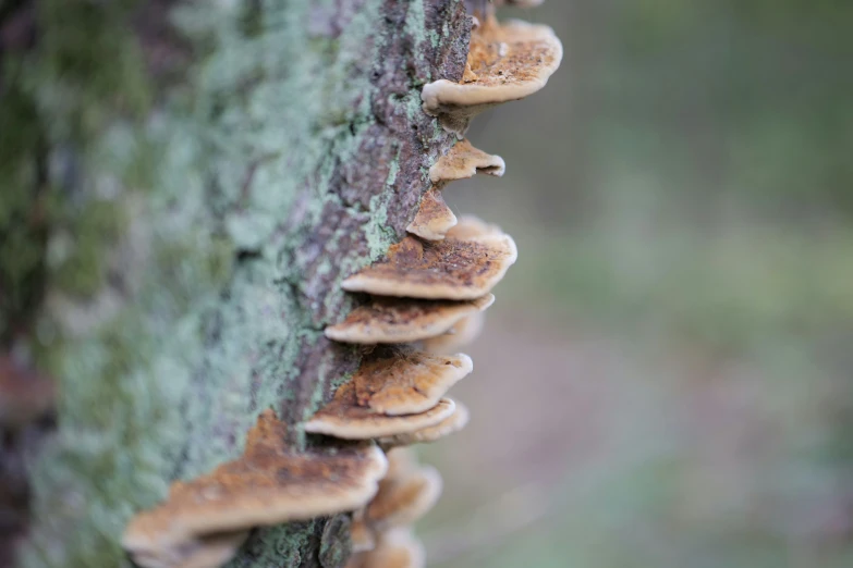 small brown mushrooms on the side of a tree