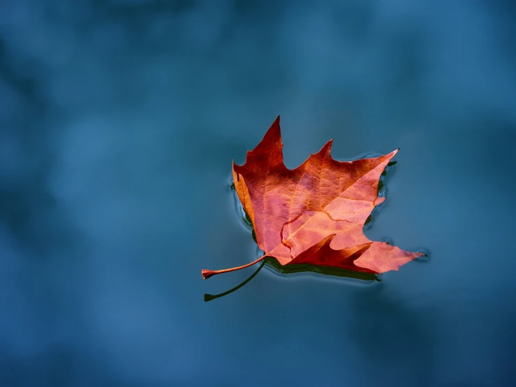 a single red autumn leaf floating in a pond