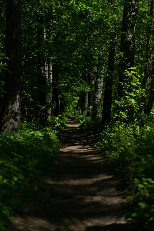 the sun is shining on the path in the woods