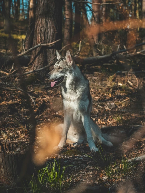 a small dog sitting in the woods next to a tree