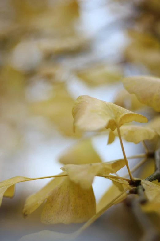 some nches with yellow flowers in a park