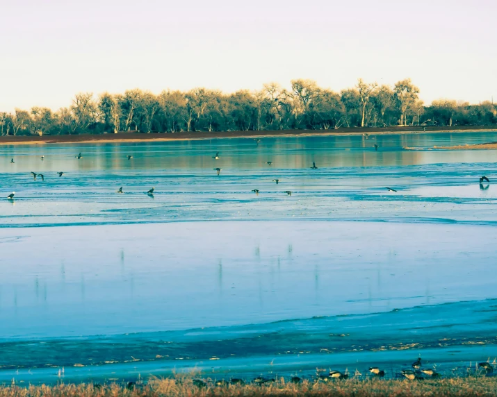 geese swimming in the blue water of a pond