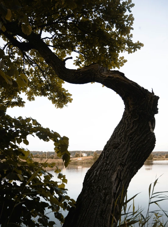 the tree is leaning up against a body of water