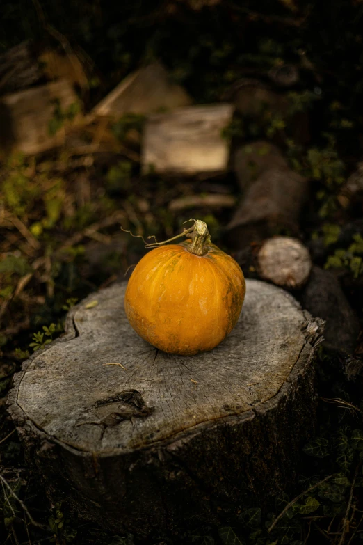 a small round object sitting on top of a rock