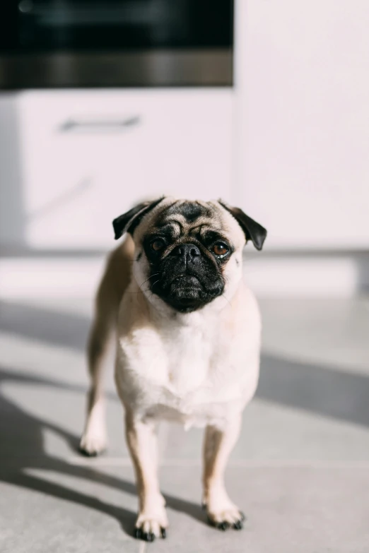 a small pug standing on the floor next to a kitchen