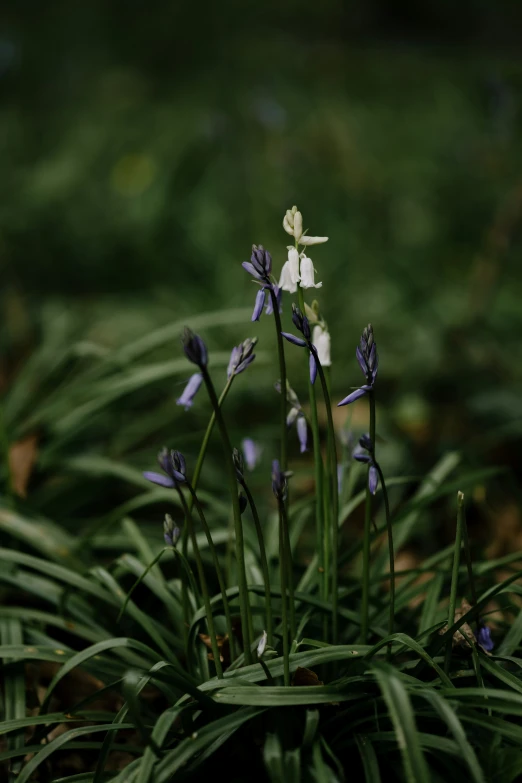 a close up of a green plant with purple flowers