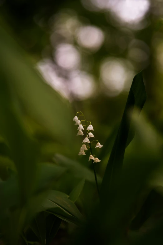 small white flowers growing on green plants with some blurry light in the background