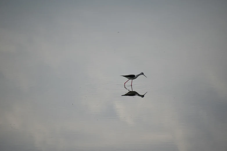 two birds stand on top of a body of water