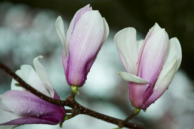 a bunch of pink flowers bloom on a tree