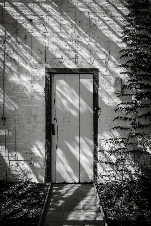 a white door and shadow of a vine against the wall