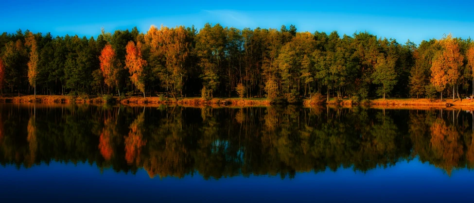 some very pretty trees that are by the water