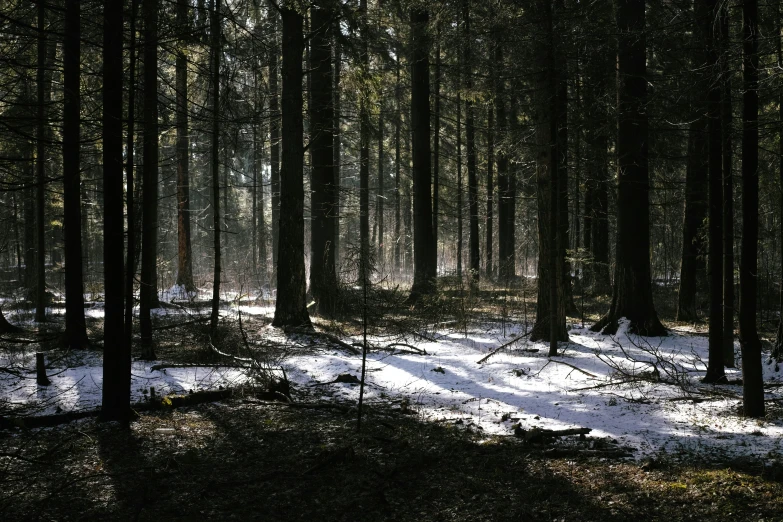 a forest scene with snow and many trees