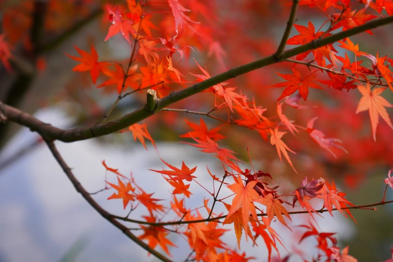 a nch with leaves on it has yellow and red flowers