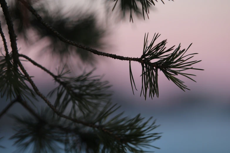 a pine tree that has needles on it