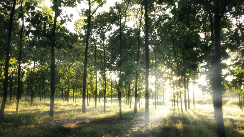 the sun's rays are coming through some trees in the middle of a grassy area