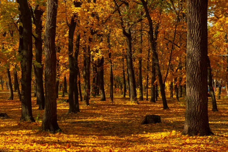 an area with many trees and many different foliage