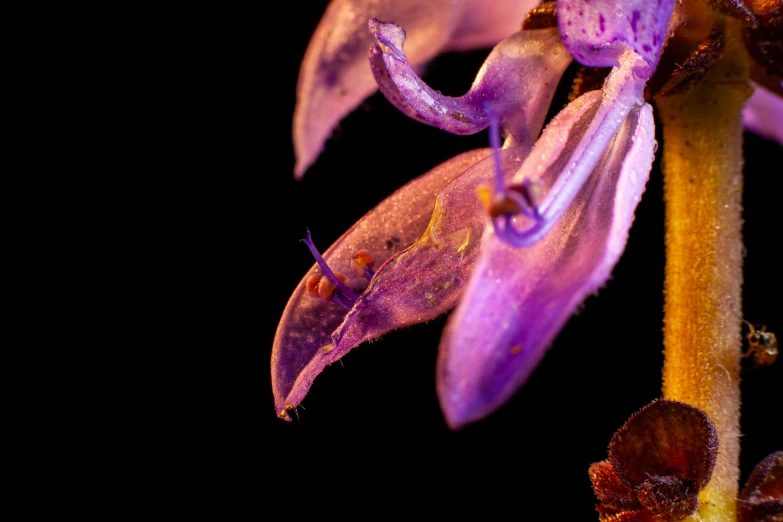 an antebolite orchid in bloom in the evening