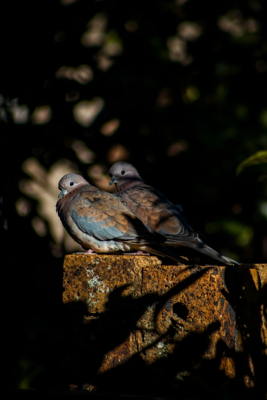 two birds sitting on top of rocks near trees