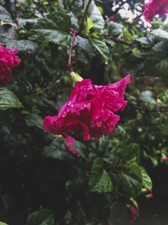 closeup of a pink flower blooming on a bush