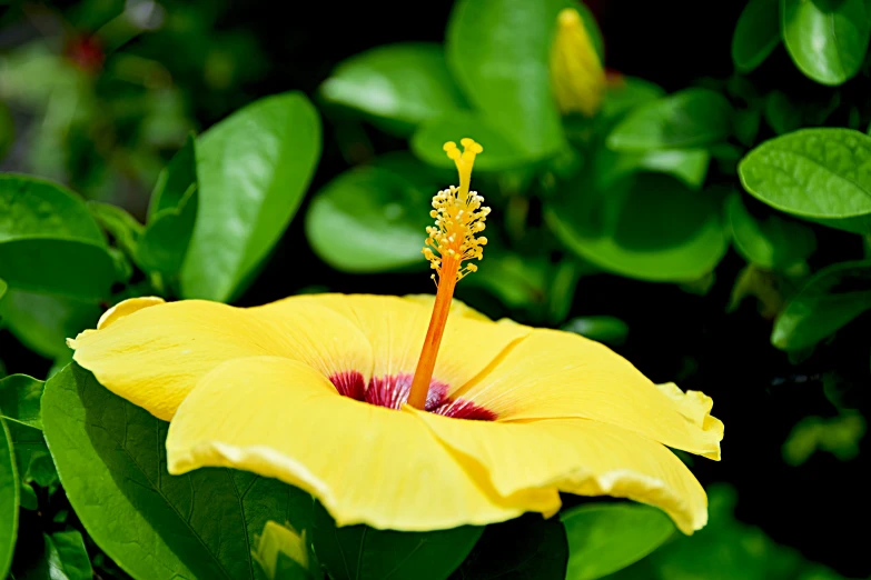 the flower has purple stamens, and the bud of the flower is almost yellow