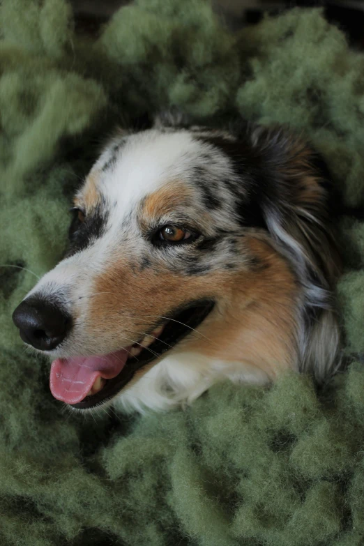 the dog is lying on top of green wool