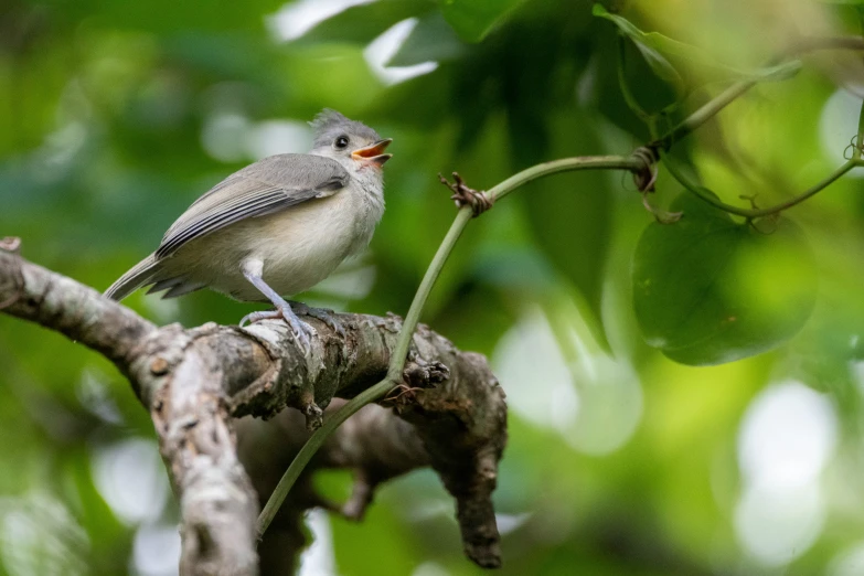 a bird is sitting on top of a tree nch