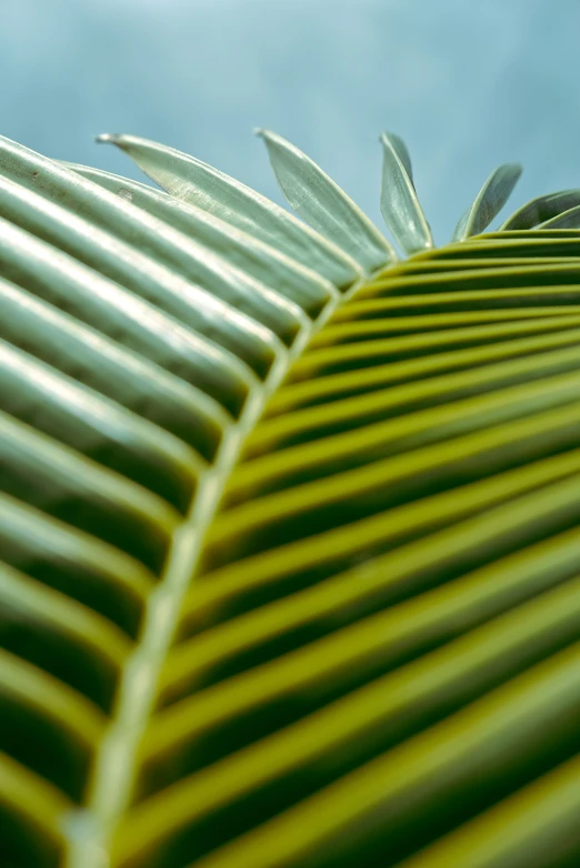 the underside of a palm leaf with leaves