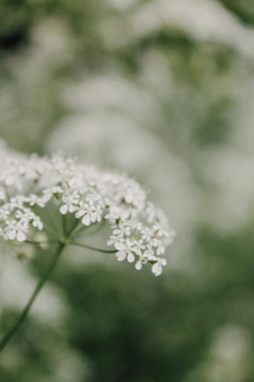 white flowers are in close up s with blurred background