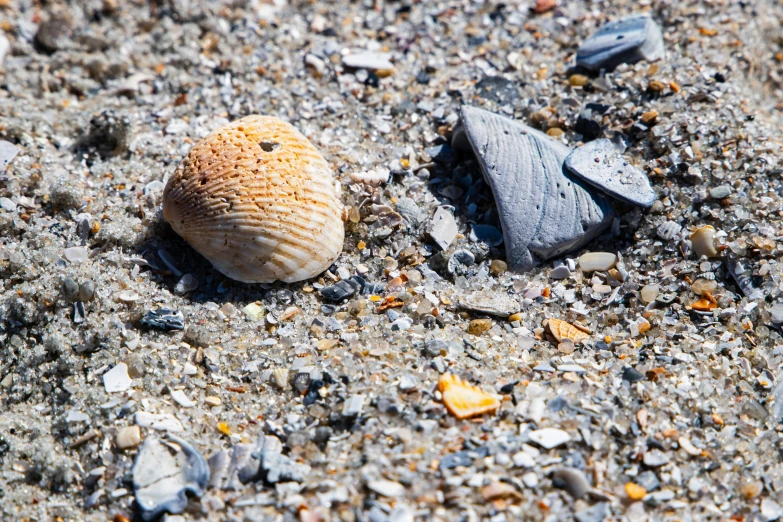 a shell and a pair of shoes sitting on the ground