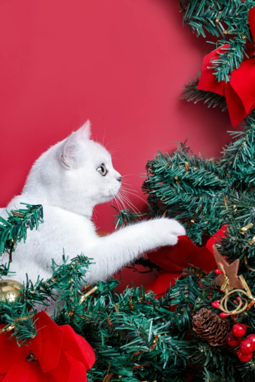 a white cat sitting next to christmas ornaments