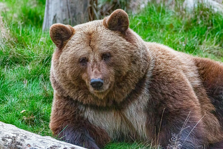 a brown bear laying down in the grass