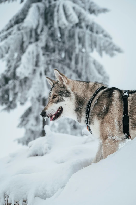an image of a husky dog on the snow
