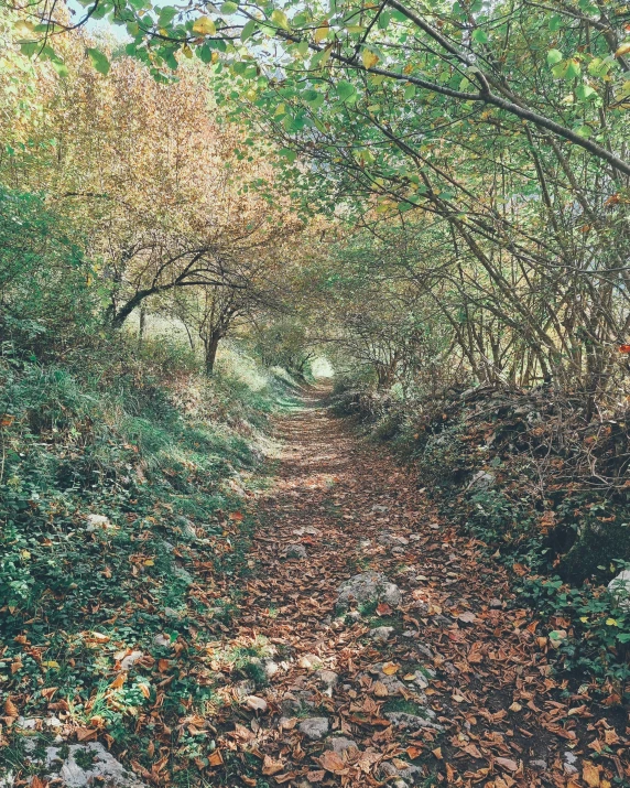 the path is through an area with fallen leaves on the ground