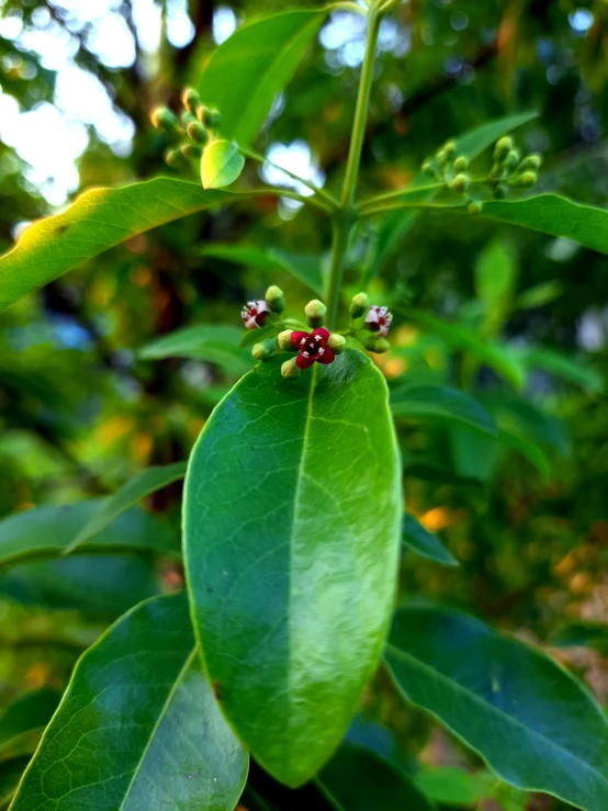 the buds of the leaf of an orange tree