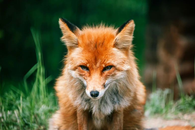 a close up view of an animal's face