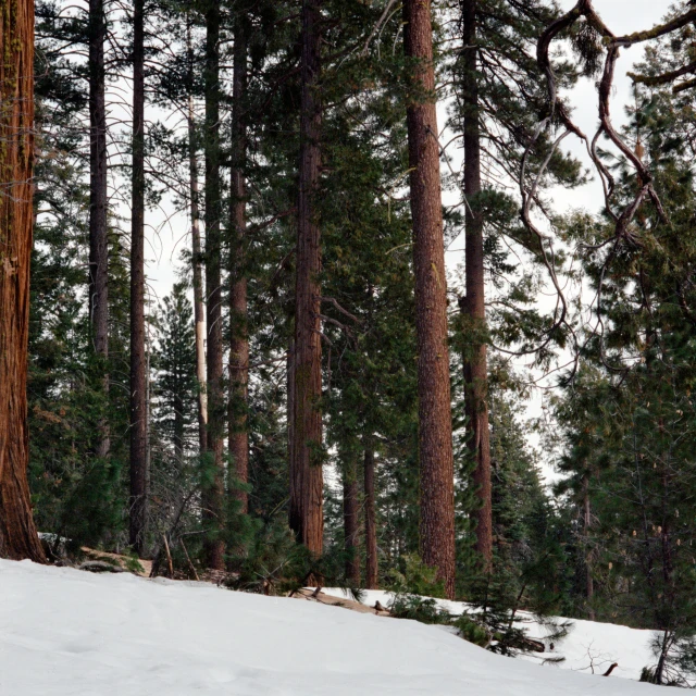 a man standing on top of a snow covered forest next to tall trees