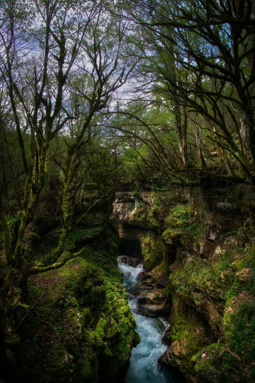 this po shows an artificial river in the woods