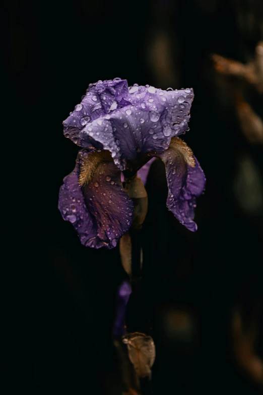 a small purple flower is on a stalk