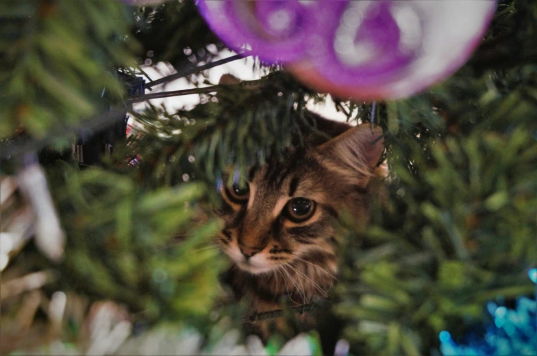 a brown and black striped kitten in a tree