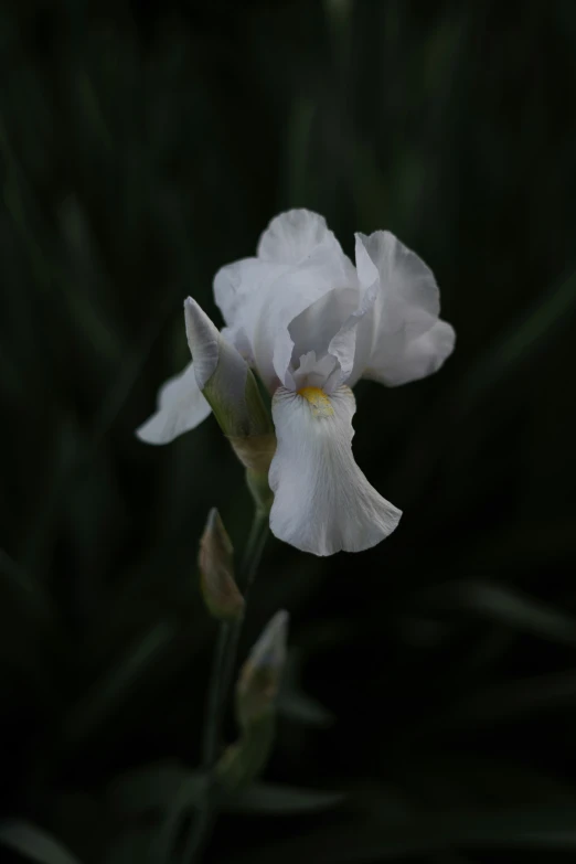 a white flower in the dark with lots of leaves